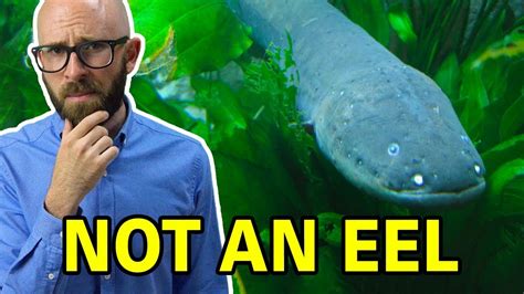 The Role of Magic Eels in Folklore and Mythology